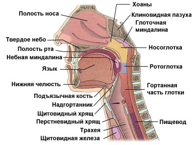 Гортань И Глотка Строение Фото Через Рот